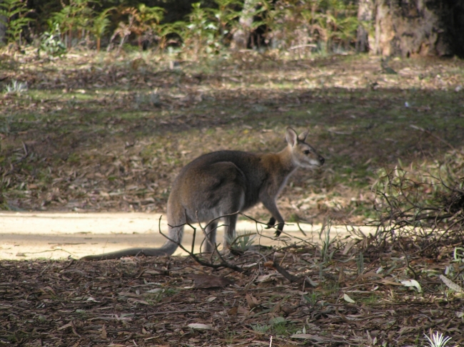 Grampians19