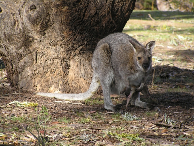 Grampians20