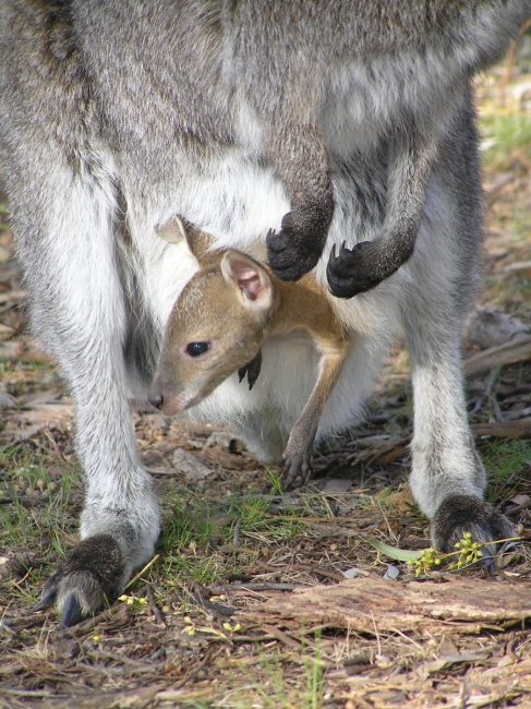 Grampians21