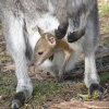Grampians21