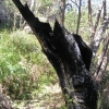 Grampians27
