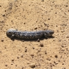 Grampians62