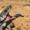 Grampians64