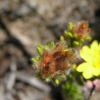 Grampians66
