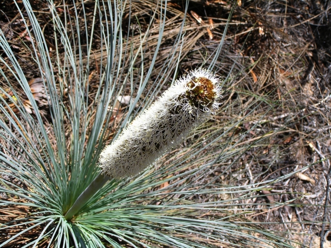 Grampians69