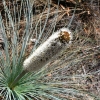 Grampians69