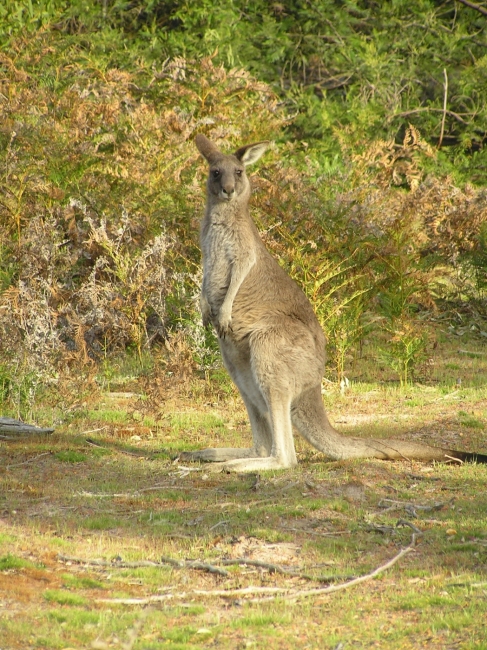 Grampians94