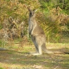Grampians94