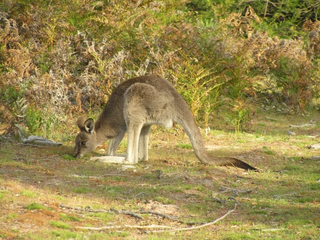 Grampians95