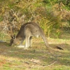 Grampians95