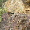 Werribee_21