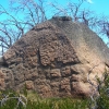 Buffalo_21