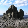 Buffalo_38