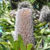 WilsonsProm_020