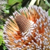 WilsonsProm_021