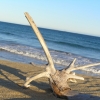 WilsonsProm_035
