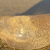 WilsonsProm_039