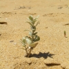 WilsonsProm_047