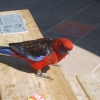 WilsonsProm_110