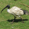 Sydney_26