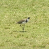 Sydney_27