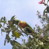 Sydney_29