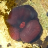 Sydney_61