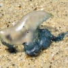 Sydney_62