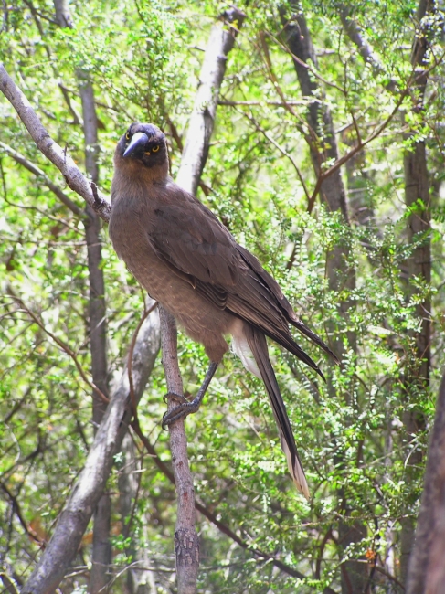 Grampians_05