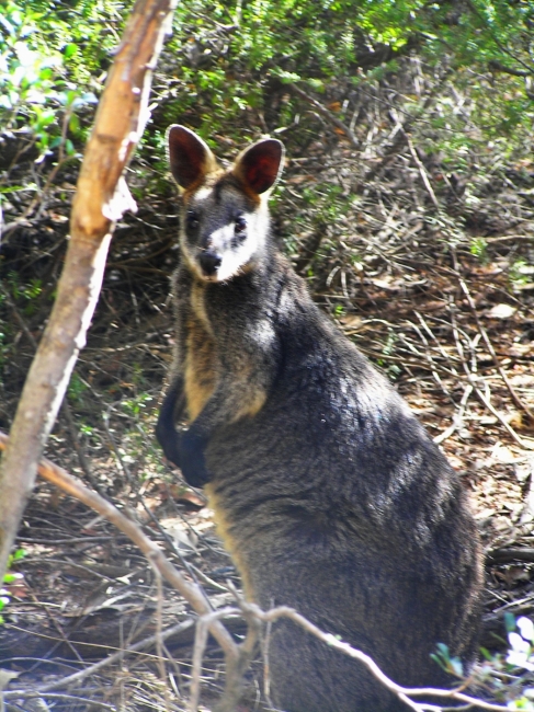 Grampians_08