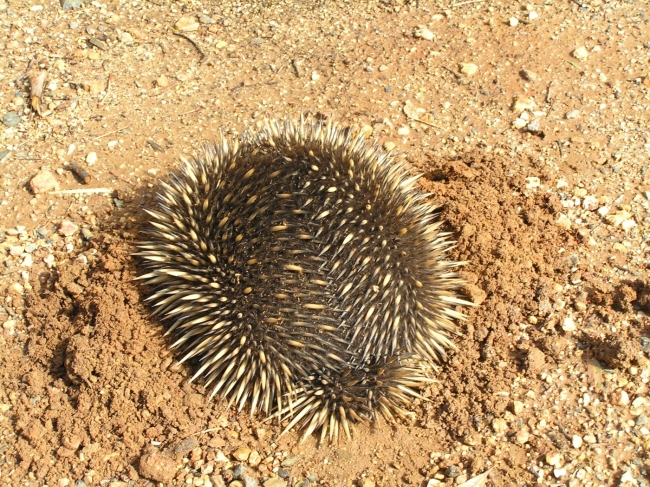 Grampians_30