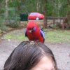 Dandenongs_07