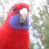 Dandenongs_10
