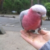 Dandenongs_13