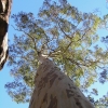 14_Nowra