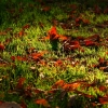 autumn_03