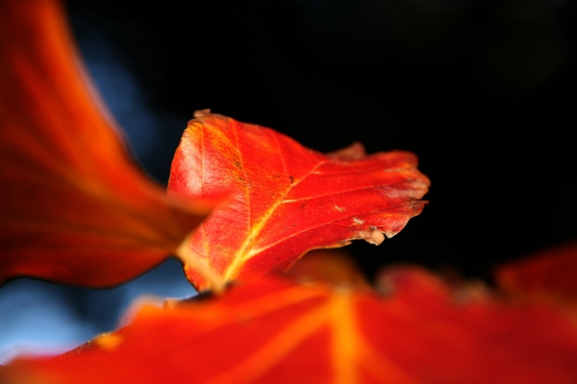 autumn_06