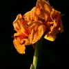 autumn_10