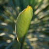 autumn_11