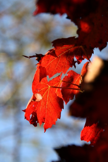 autumn_12