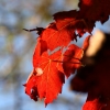 autumn_12