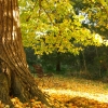 autumn_15