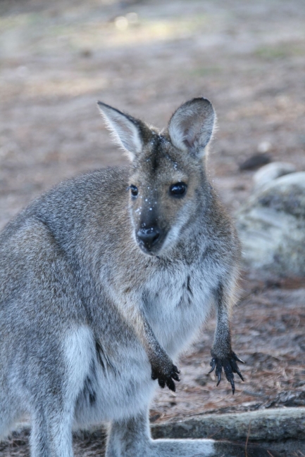 grampians_01