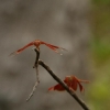 173_IMG_5775.jpg