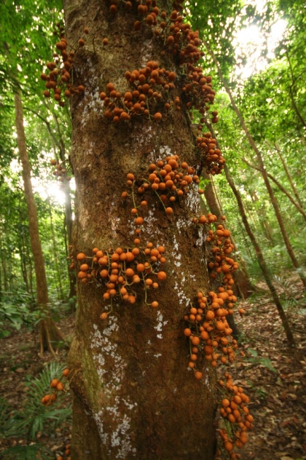 cairns_015.jpg