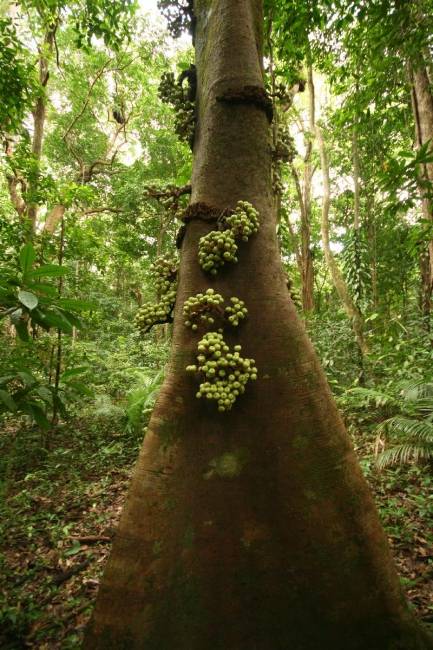 cairns_017.jpg