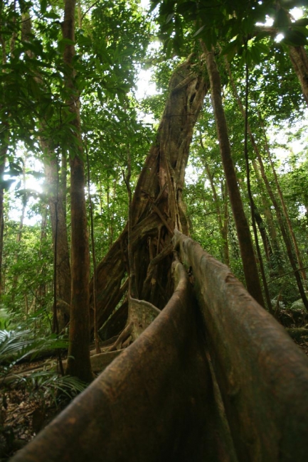 cairns_022.jpg