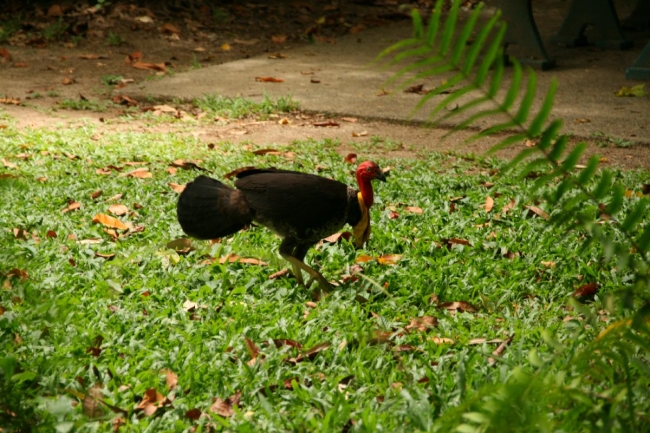 Brush turkey