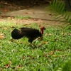 Brush turkey