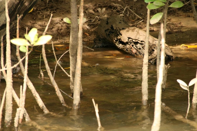 Hard to spot but there's actually a saltwater crocodile hidden in the water